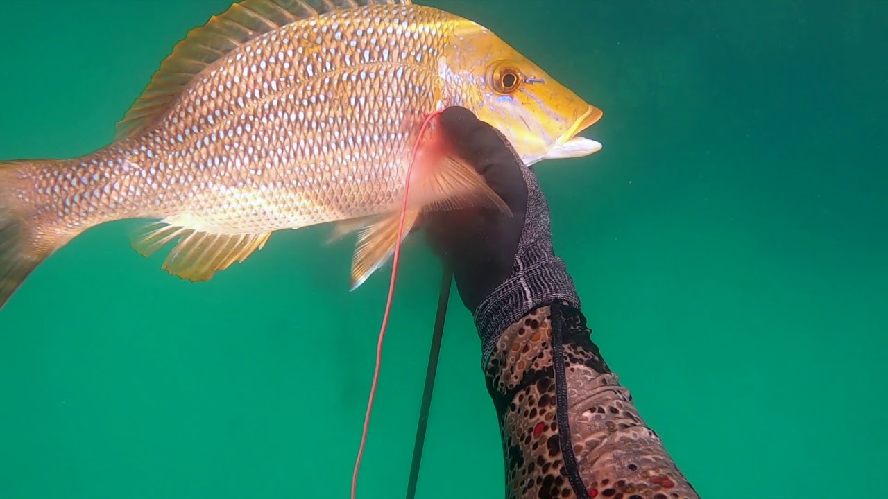 Spearfishing Cairns - Ep10