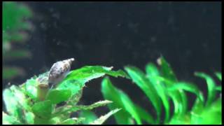 Was bin ich? - Schnecke