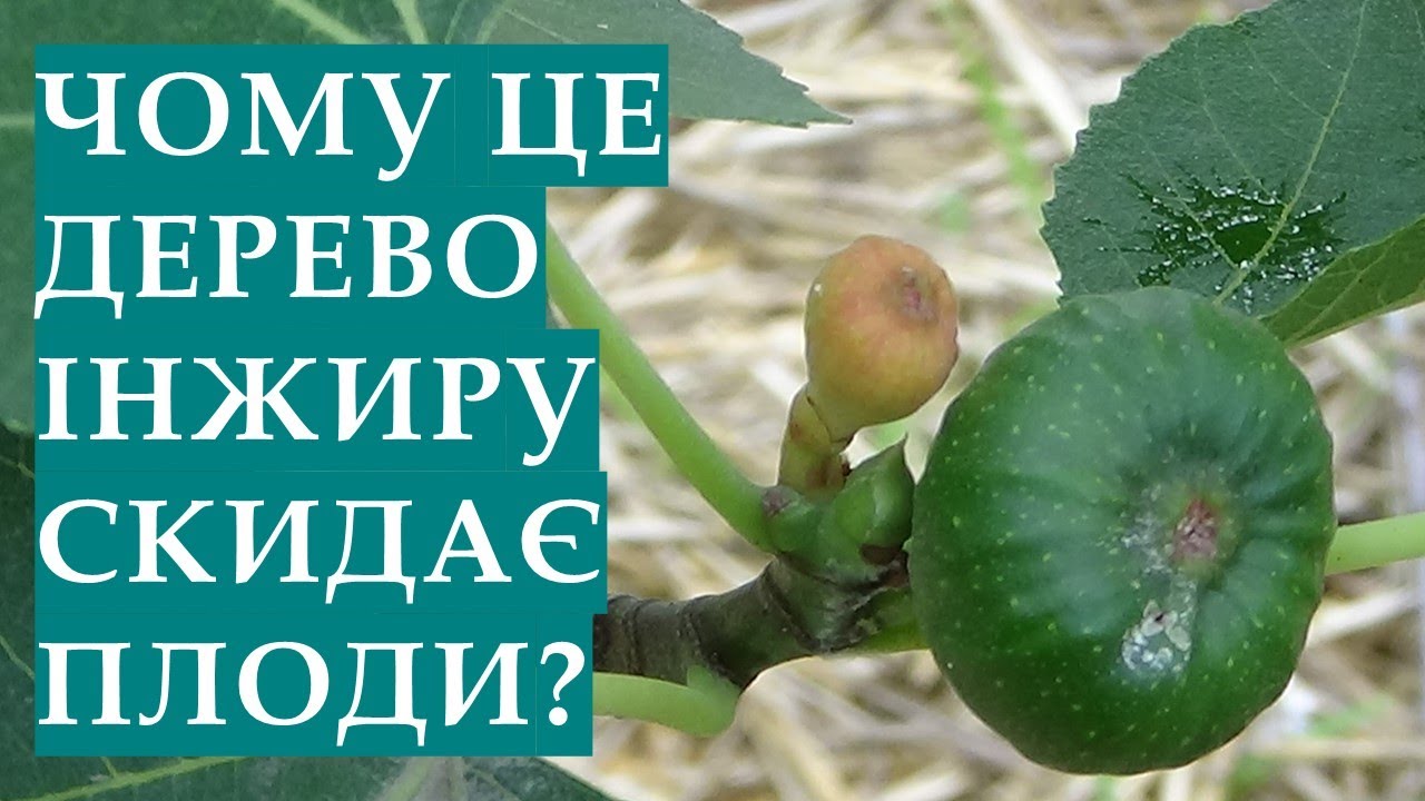 Чому дерево інжиру скидає плоди? Що необхідно зробити для зупинення