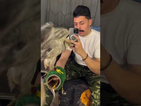 صقر نيره صقر شاهين صقر وكري صقر شرياص