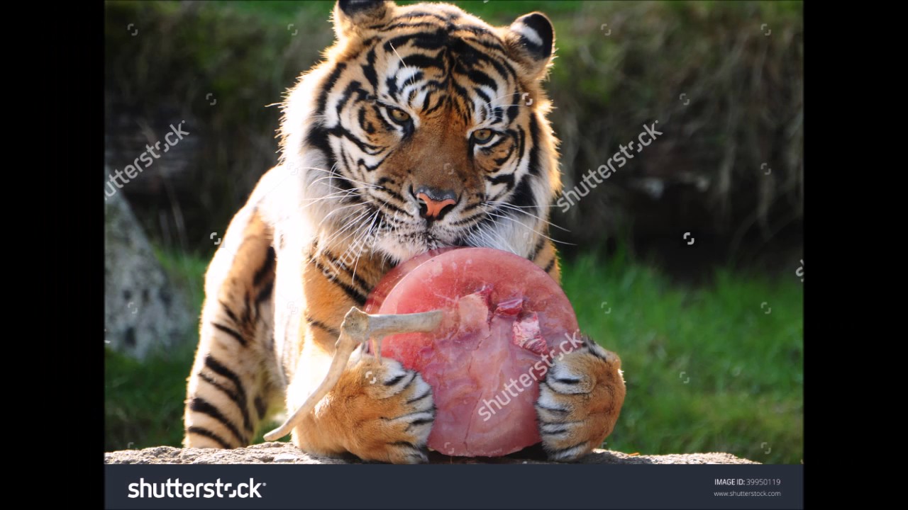 Тигр есть мясо