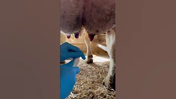 INFECTED WITH MASTITIS 