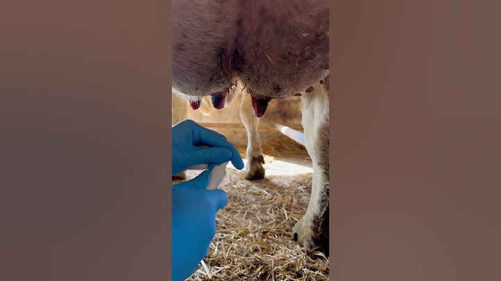 TERINFEKSI MASTITIS