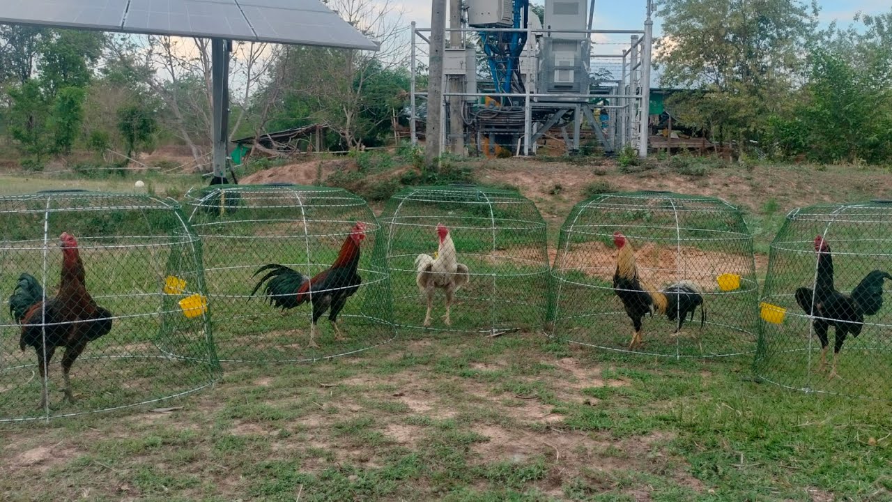ไก่พม่า แนะนำพ่อพันธุ์นำเข้าใหม่
