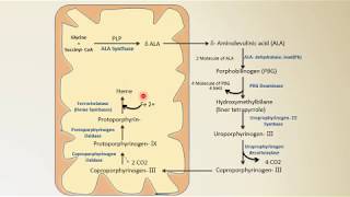 Heme synthesis || Biochemistry || NEET PG || By Dr Amit Maheshwari