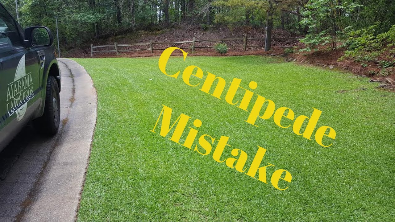 Biggest Centipede Grass Mistake Shorts Youtube