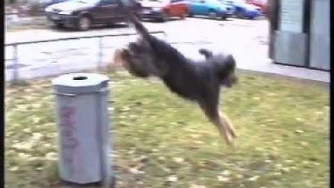 ... ein Sprungtalent dieser Pudelpointer