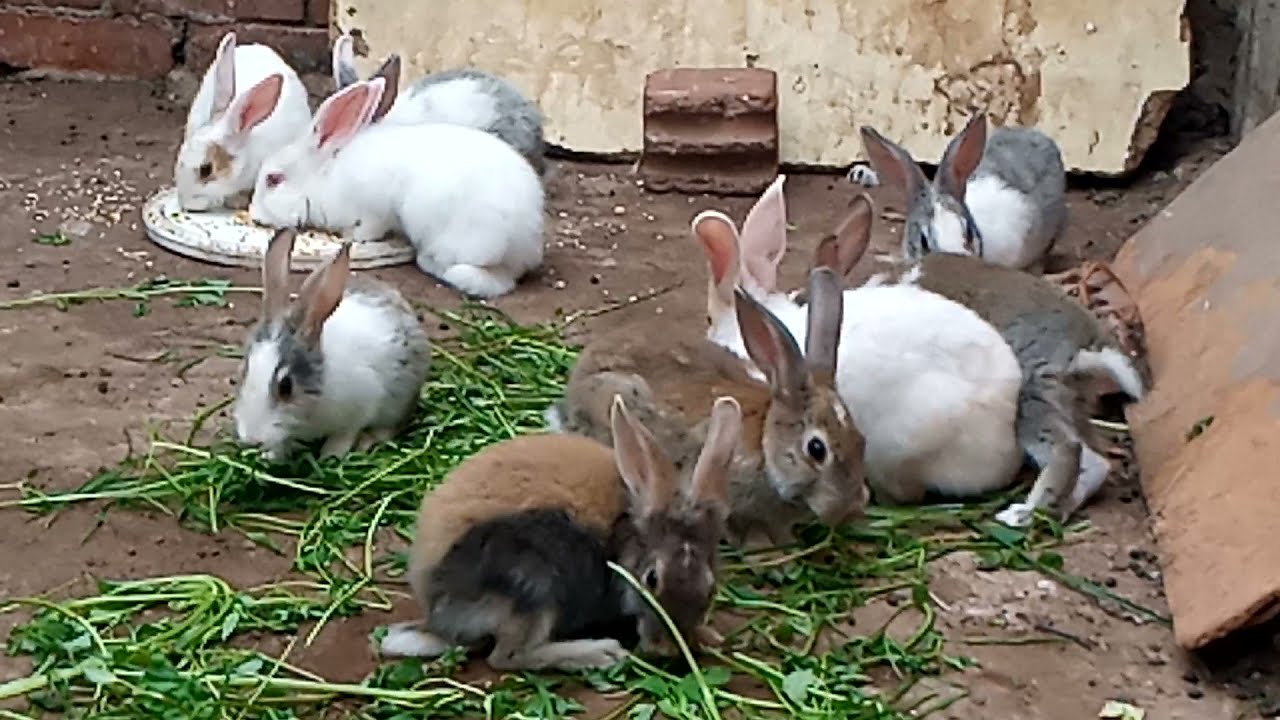 #تربيه _الارنب_ البلدي  _اذاى_ تتخلصى_ من حشرات الارانب_وعدم زياده _ وزن _الارانب