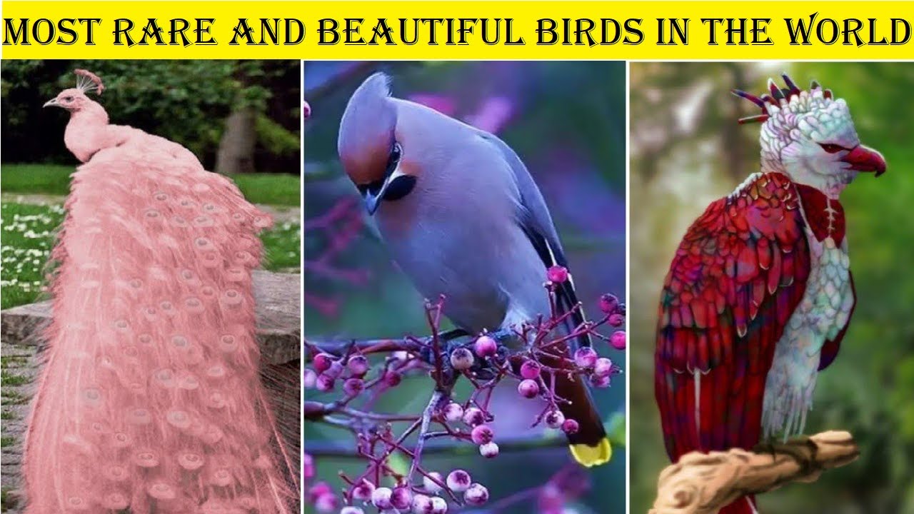 rare birds in the world