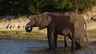 Chobe's Giants