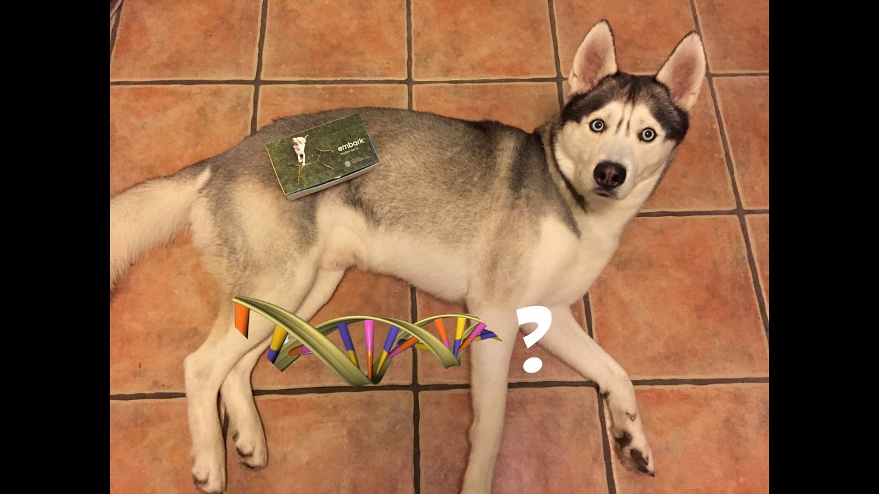 Getting my Dog's DNA Sample! YouTube