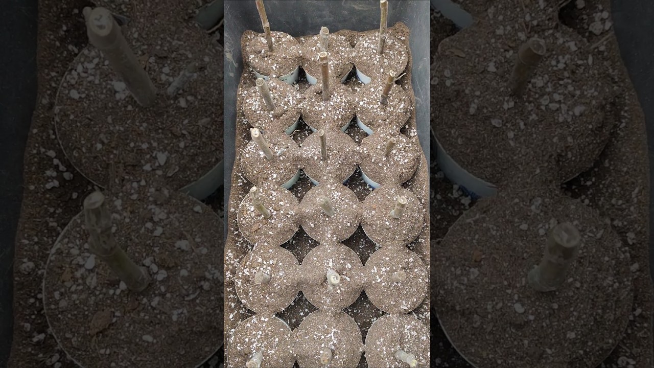 Feigen Stecklinge Sorte Negronne setzen machen Bestes Substrat Perlit alte Erde Kokos Humus Kompost