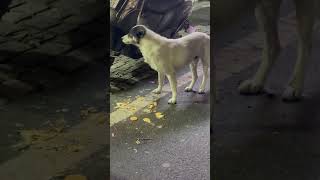 Pure Happiness #dogs #pets #fyp