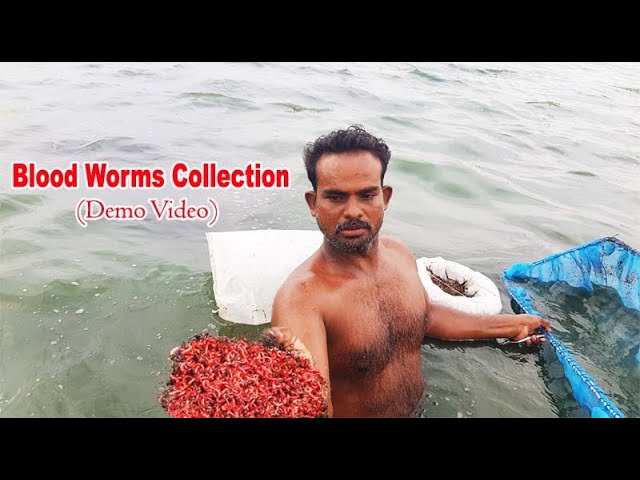 Simple technique for maintaining live blood worms 