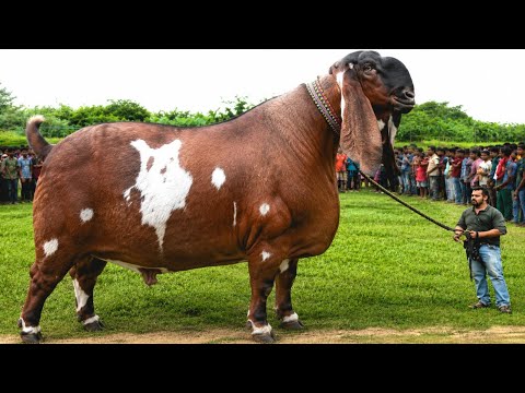 दुनिया के सबसे बड़े बकरे, देखकर दिमाग घूम जाएगा | The World's Biggest Goats You'll Ever See!