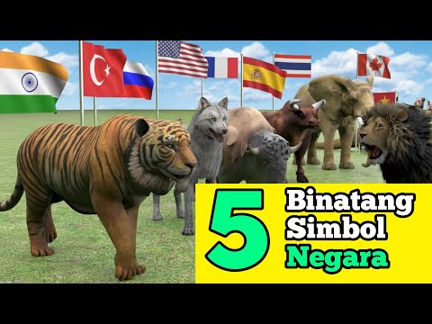 Video: Hewan Di Negara Ini