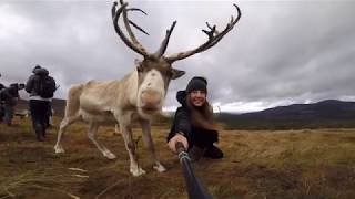 Visiting Dasher, Dancer, Prancer and Vixen's Scottish cousins
