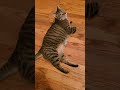 Fancy Cat on NYE