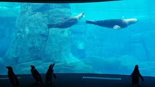 Vancouver Aquarium Penguins Explore Closed Galleries