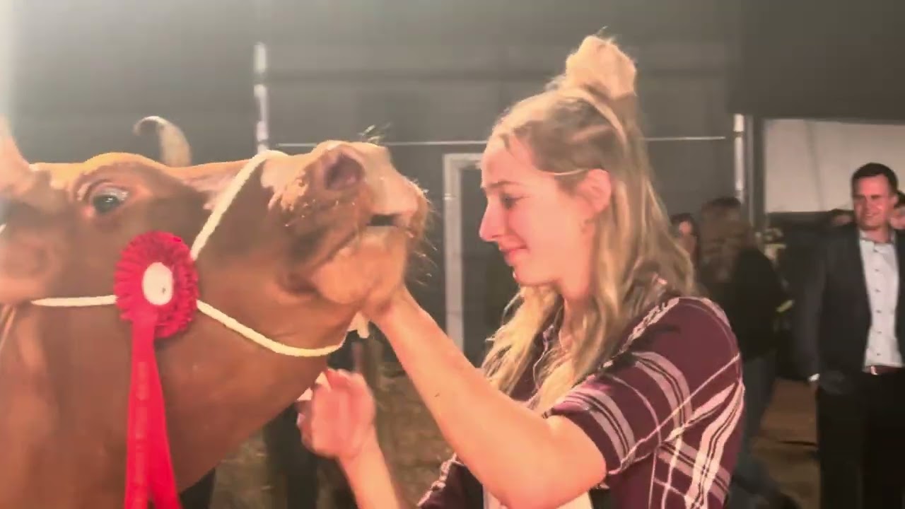 Champion Swiss Fleckvieh Kühe Berner Junior Expo 2025