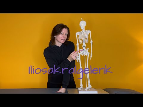 Das Iliosakralgelenk (ISG) - osteopathisch erklärt