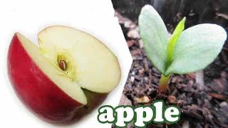 Cara mudah untuk menanam buah epal dari biji///how to grow apple from seed
