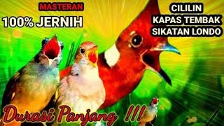 JUARA!! Masteran terpopuler untuk isian burung lomba || ANAK KUCING MEONG MEONG