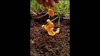 Get Rid of Ants with Orange peels #ants #pestcontrol #homehacks