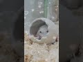 Cuteness overloadcute hamster shortspets