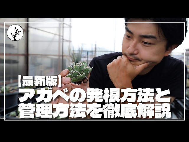 Agave Super Fast Rooting] How to root agave quickly and easily