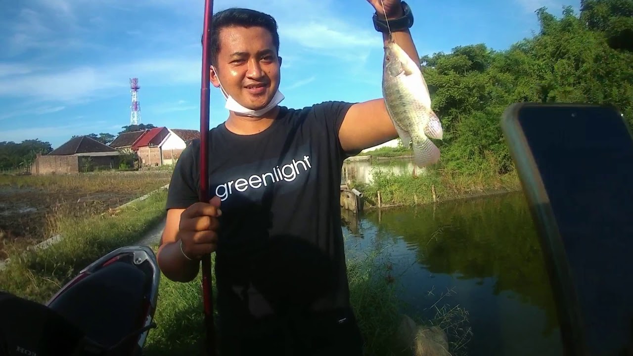 Mancing Nila Pakai Cacing II Kelaparan Ikannya 