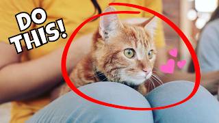 10 Easy Tips for Turning Your Cat Into a Lap Cat