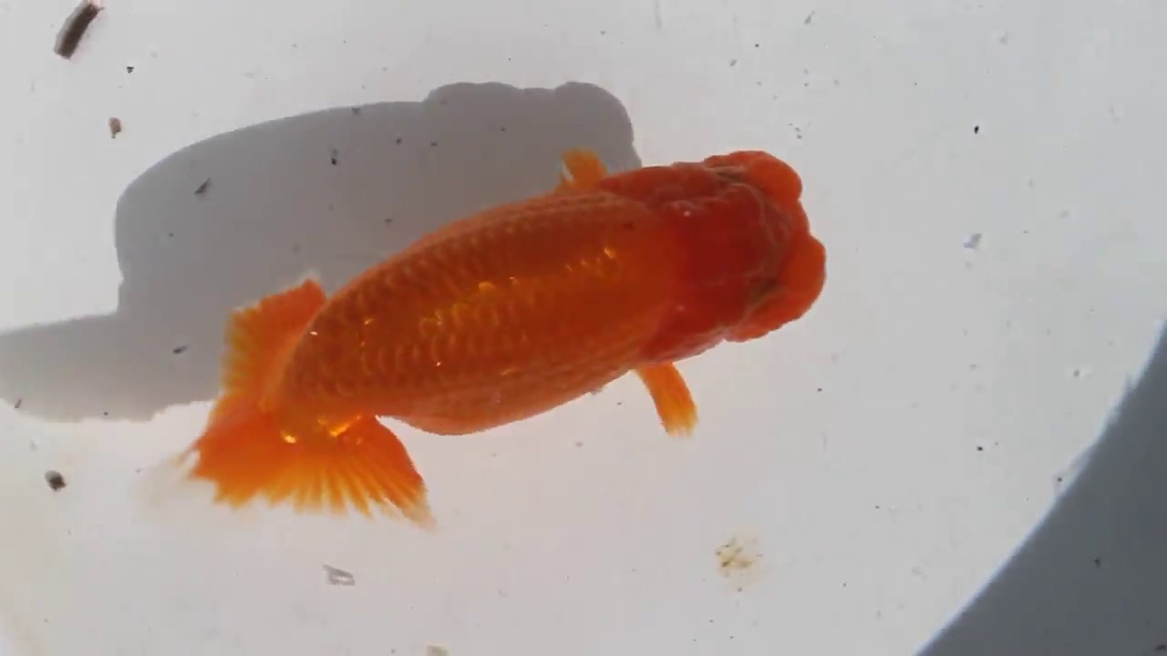 ランチュウ販売2 ～観賞魚センターKAWAGUCHI～