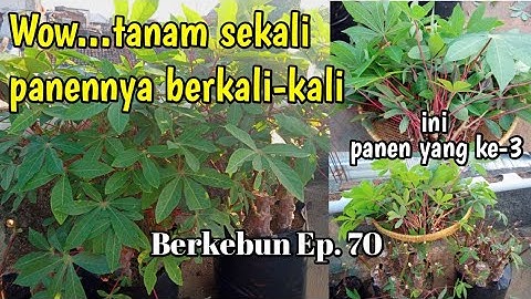 Panen daun singkong lagi, tanamnya sekali panennya berkali-kali || Berkebun Ep. 70