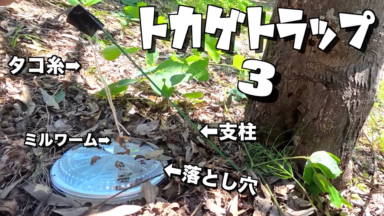 [Ловля ящерицы] Я закончил третью ловушку для ящериц, и теперь я проверил, смогу ли я поймать одну.