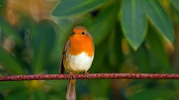 Burung Robin dan Pancawarna yang Unik  - Video Slideshow