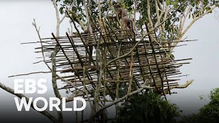 A Tree House 115ft Above the Wilderness, Home to the Last Generation of the Primitive Tribe