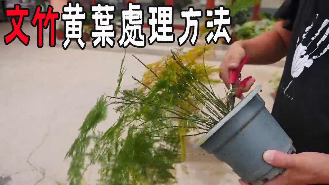 【小花匠】文竹黃葉，不用擔心，這樣處理，枝繁葉茂