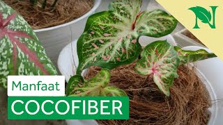 Manfaat Cara Pemasangan Cocofiber Untuk Tanaman Hias Aktivitas Merawat Tanaman Hias
