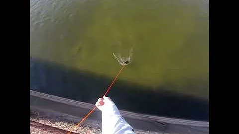 Insane bow fishing shot from a dam by Stephen bana...