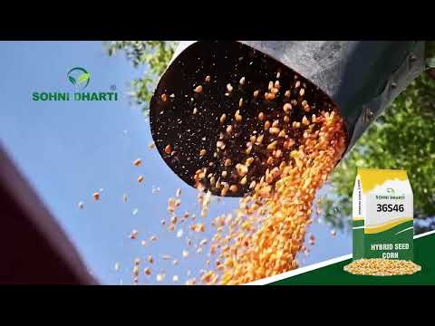 Farmer Malik Asghar Ali testimonial on Hybrid Corn 36S46