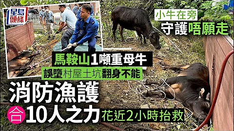 母牛堕坑｜马鞍山1吨重母牛误堕坑撞村屋栏被困 消防渔护合10人之力成功抬救 - 天天要闻