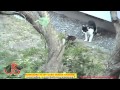 A Crow Tries To Stop Cats Fighting - Some angry cats and crow They woke me up