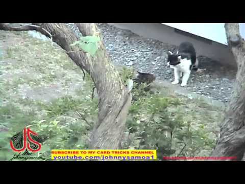 A Crow Tries To Stop Cats Fighting - Some angry cats and crow They woke me up