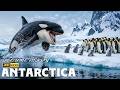 Wild Antarctica : Where Every Moment is a Fight to Survive | Nature Animal Documentary