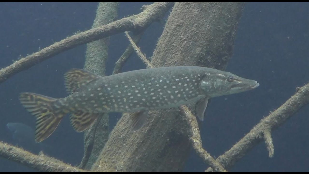 Hecht (Esox lucius) - Northern pike - Zoo Vienna