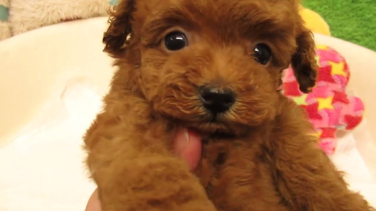 ティーカッププードル 大阪府 女の子 22年8月2日 レッド ｐｒａ Dm Vwd1発症なし みんなのブリーダー 子犬id 29 0