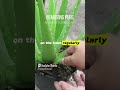 Grow Aloe vera Faster