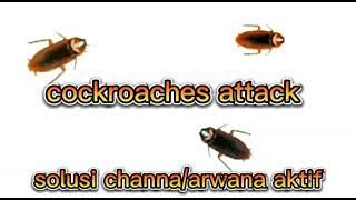 cockroaches attack CUCUNGUK JAMPING SOLUSI IKAN CHANNA/ARWANA AKTIF