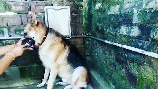 German shepherd teeth cleaning -